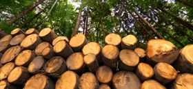 FSC™ Chain-of-Custody Basic Systems Transition eLearning Course