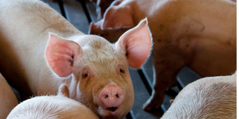 Stressfreier Umgang mit Nutztieren: Tierschutz in der Praxis