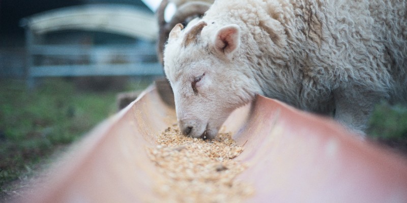 GMP+ for Feed and Feed Ingredient Requirement and Interpretation (Live Online Training)