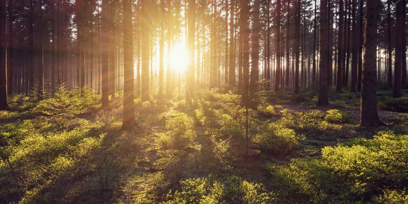 Forest Management Certification - Requirements Training Course