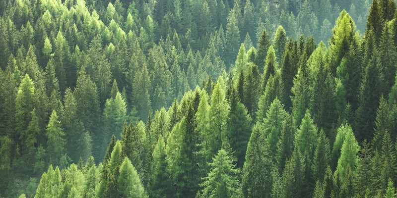 FSC Chain of Custody (CoC) Advanced Systems Training Course