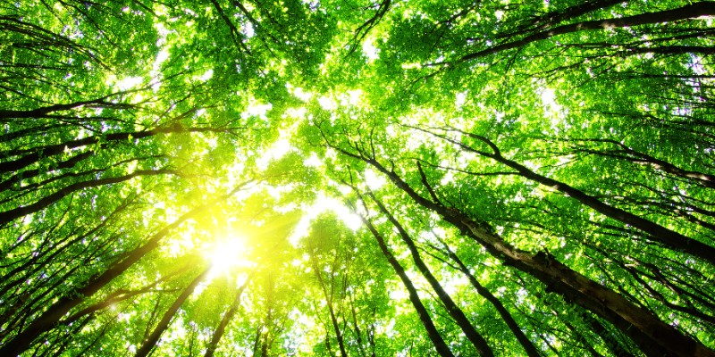 FSC Chain of Custody (CoC) Basic Systems Training Course